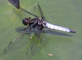 White Corporal